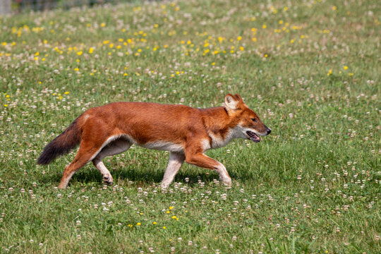 An Asiatic Wild Dog (Dhole) at a local zoo