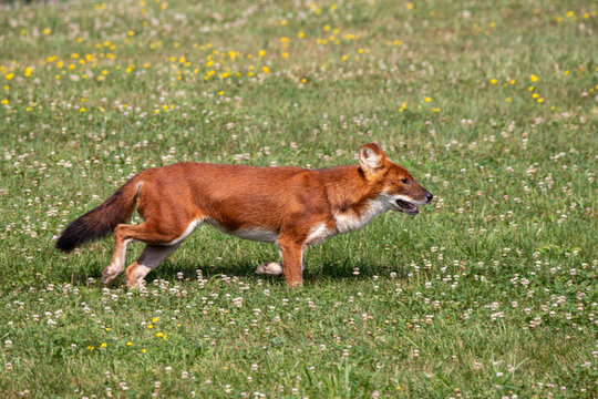 An Asiatic Wild Dog (Dhole) at a local zoo
