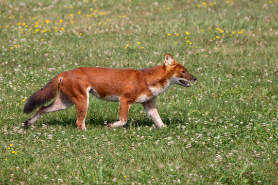 An Asiatic Wild Dog (Dhole) at a local zoo