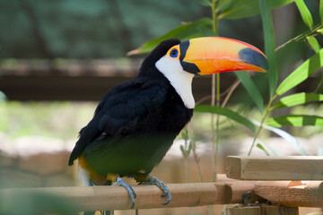 풍성한 대나무 잎 배경 속 구조물 위에 앉아 있는 토코투칸 (Toco toucan perched on a bamboo structure with lush green leaves background) © 이동섭