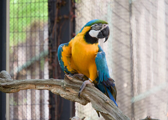 나뭇가지 위에 앉아 있는 화려한 청금강앵무 (Blue-and-yellow macaw perched on a wooden branch) © 이동섭