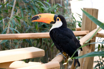 나무 구조물 위에 앉아 있는 토코투칸 (Toco toucan perched on a wooden structure) © 이동섭