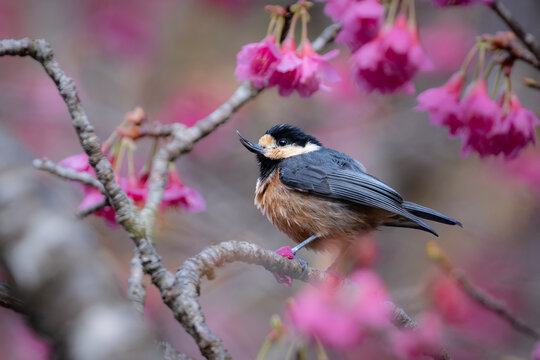 奄美大島の彼岸桜と長い嘴のヤマガラ。珍しい奇形個体の生態、図鑑や学術資料、コラムに最適な野鳥写真