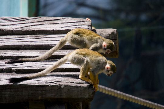 나무 플랫폼 끝에서 아래를 내려다보는 두 마리의 다람쥐원숭이 (Two squirrel monkeys looking down from the edge of a wooden platform)