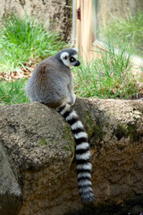 Fototapeta premium 바위 위에 앉아 줄무늬 꼬리를 늘뜨린 호랑이꼬리여우원숭이 (Ring-tailed lemur sitting on a rock with its striped tail hanging down)