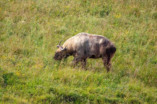 Sichuan Takin at a local zoo