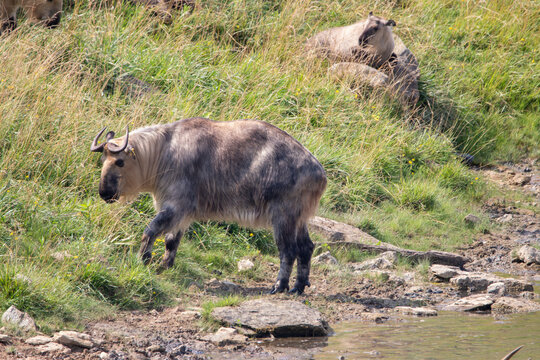 Sichuan Takin at a local zoo