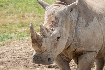 Southern White Rhino at a local zoo © Matt