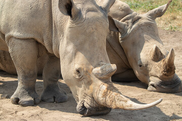 Southern White Rhino at a local zoo © Matt