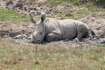 Obraz premium Southern White Rhino at a local zoo
