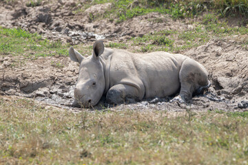 Southern White Rhino at a local zoo © Matt