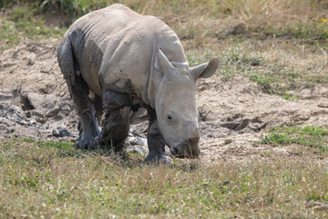 Southern White Rhino at a local zoo © Matt