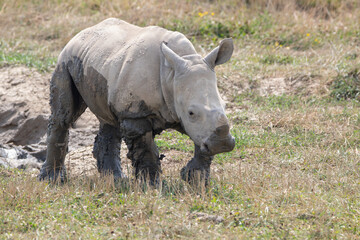 Southern White Rhino at a local zoo © Matt