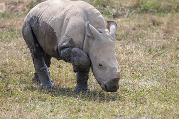 Southern White Rhino at a local zoo © Matt