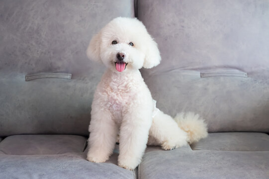 A cheerful white poodle wearing a pet diaper sits on a grey couch, smiling with its tongue out.
