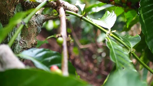 Gloved hand picking ripe red coffee beans from a coffee plant on a farm