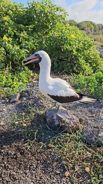 Nazca booby seabird on Galapagos island with beak open gular fluttering vertical video