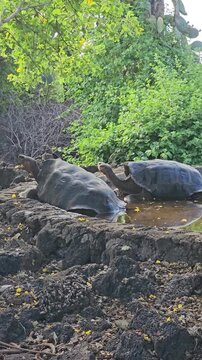 Large Galapagos saddleback tortoises in pool of water on sunny day vertical video