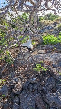 Pair of Nazca booby birds under tree on Galapagos Islands with bright sunbeams shining through vertical video