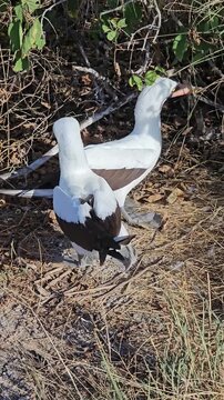 Nazca booby bird pair together on Galapagos islands with some bonding behavior vertical video