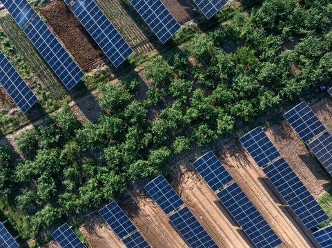 Aerial view of photovoltaic panel arrays installed between orchard rows showcasing agrivoltaic integration