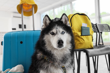Siberian husky dog with heterochromia sitting next to luggage, travel and pet friendly vacation, the dog appears ready for a journey or holiday © Pixel-Shot