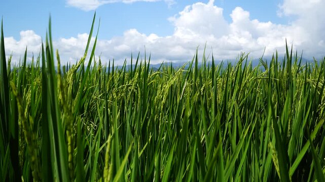 Green rice plants swaying in the wind under blue cloudy sky
