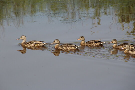 family of ducks swimming in the lake