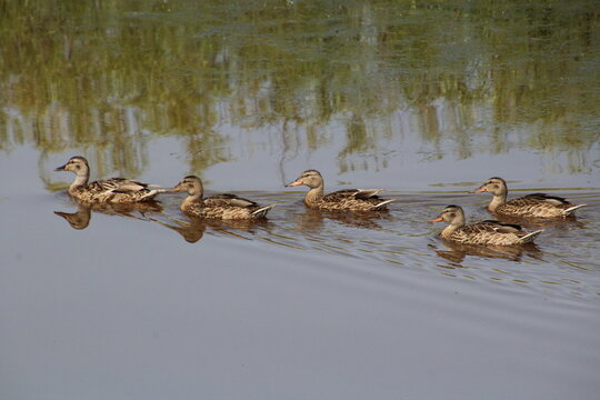 family of ducks