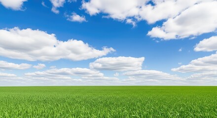 Obraz premium Vibrant green meadow stretches toward the horizon under a vast blue sky filled with white fluffy clouds on a bright sunny summer afternoon, plains, green, blue