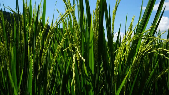 Close up of unripe green rice grains growing on plant stem