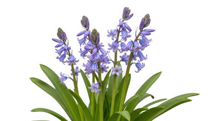 Obraz premium Beautiful bunch of bluebell flowers isolated on a clean transparent background.