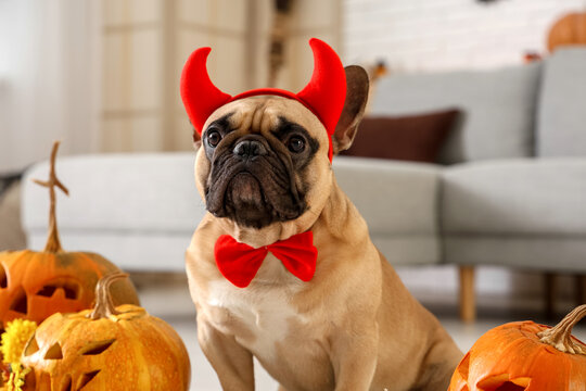 Cute French bulldog in devil horns with Halloween pumpkins sitting on floor at home