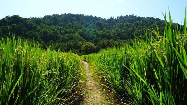 Dirt path crossing lush green rice field towards tropical forest