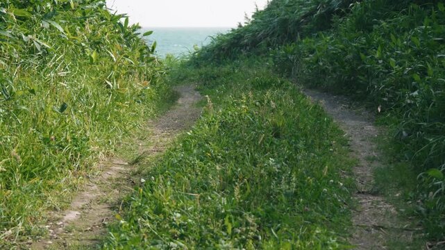 A narrow cut-through path leading to the sea, where bamboo grass sways in the wind.