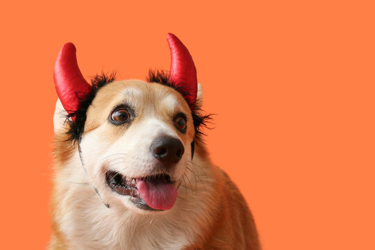 Cute Corgi dog in Halloween red devil horns headband on orange background