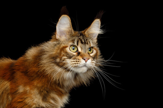 Orange tabby Maine Coon cat portrait looking away isolated on black background