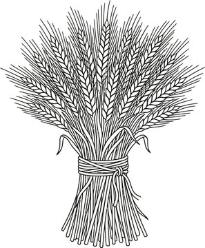 Hand drawn illustration of a sheaf of wheat stalks tied together.