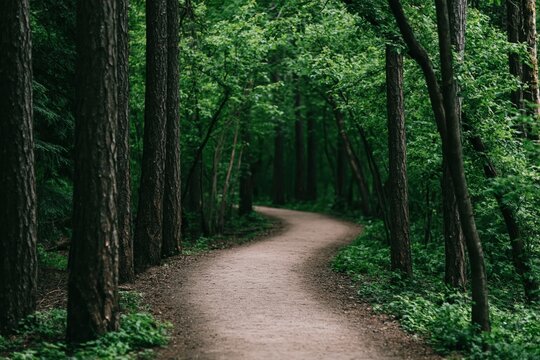 Path through a winding forest trail with lush green trees in the wild woodland