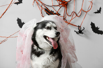 Cute husky dog in dead bride costume with Halloween decorations on grey background © Pixel-Shot