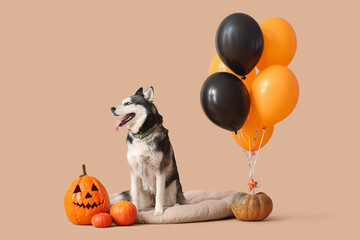 Cute husky dog with pumpkins and balloons sitting on pet bed against beige background. Halloween celebration © Pixel-Shot