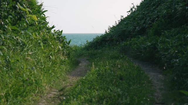 A narrow cut-through path leading to the sea, where bamboo grass sways in the wind.