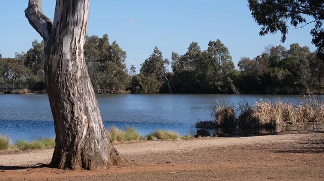 Darlingsford Lake in Melton, outer Melbourne, Australia. A large, weathered eucalyptus trunk against unpaved dirt path, overlooking&nbsp;waters surrounded by native bushland