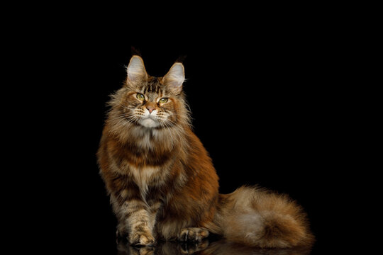 Orange tabby Maine Coon cat sitting and staring directly at camera isolated on black background
