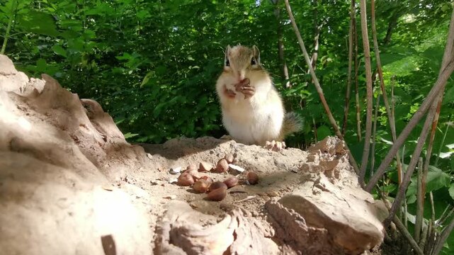 Close up static shot of a cute wild chipmunk eating nuts on a tree stump in the Siberian forest, Tomsk region. Wildlife nature stock footage.