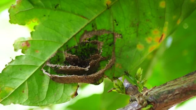 Weaver ants diligently building their intricate nest constructed from curled leaves on a vibrant green plant, showcasing natural insect architecture.