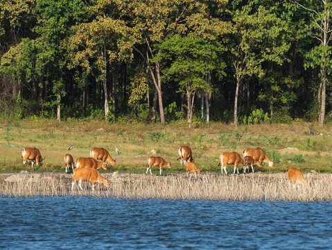 Herd of endangered banteng wild cattle grazing along the water edge near lush forest in sanctuary