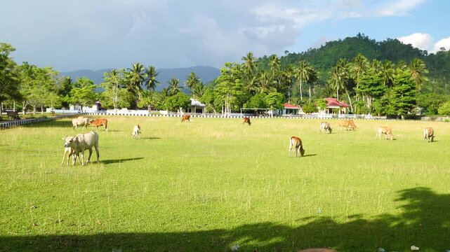 Cattle Grazing in a Green Field Beneath Tropical Mountains