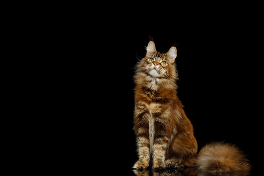 Orange tabby Maine Coon cat sitting and looking up with empty copy space on black background