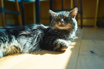 Long-haired tabby cat on a wooden floor looking at the camera © LoloStock